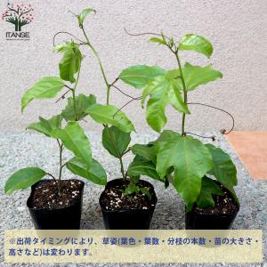 ITANSE パッションフルーツの苗 紫と黄色...の詳細画像2