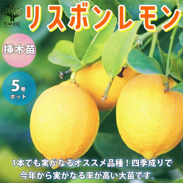 ITANSE レモンの苗木 リスボン　今年から実がなる率が高い大苗 果樹の苗木 挿し木苗 5号ポット...