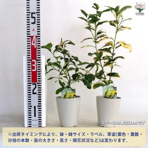 ITANSE レモンの苗木 ピンクレモネード ...の詳細画像1