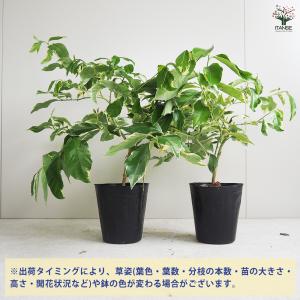 ITANSE レモンの苗木 ピンクレモネード ...の詳細画像2