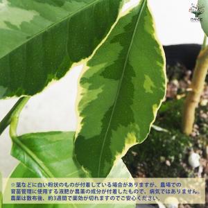 ITANSE レモンの苗木 ピンクレモネード ...の詳細画像4