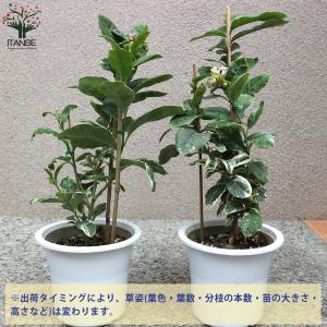 ITANSE レモンの苗木 ピンクレモネード ...の詳細画像3