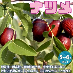 小品盆栽：早乙女さつき 現品*サツキ satsuki 送料無料 : 遊恵盆栽
