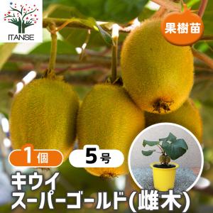 ITANSE キウイの苗木 雌木 スーパーゴールド 果樹の苗木 5号鉢 1個 送料無料 イタンセ公式