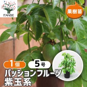 日本花キ流通 マンゴー リリー 6号鉢 送料無料 接木苗 苗木 果樹苗