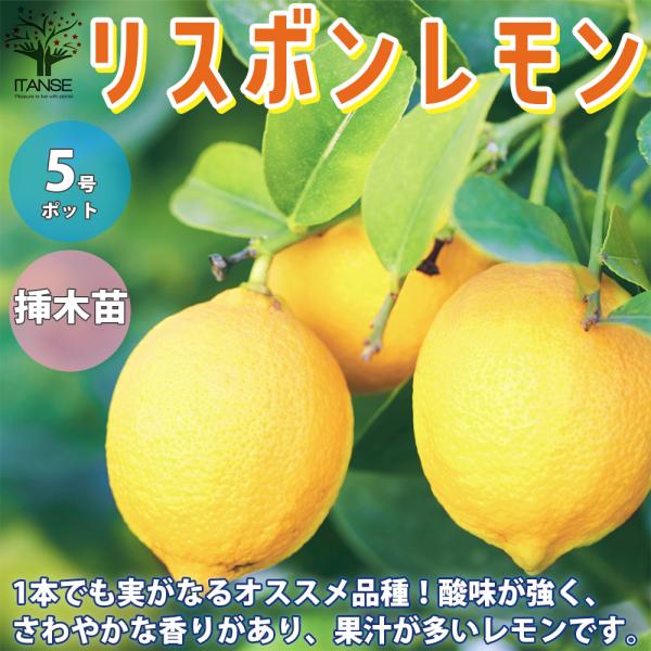 ITANSE レモンの苗木 リスボンレモン 果樹の苗木 挿し木苗 5号鉢 1個売り 果樹 果物 栽培...