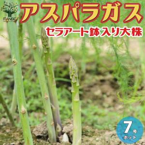 野菜苗 植物 青果物販売のitanse アスパラガス 野菜苗 Yahoo ショッピング