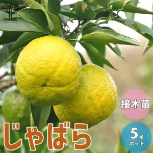 香酸みかん じゃばら 2年生 接木 苗 果樹 柑橘 爆買いweek : 苗木部 花