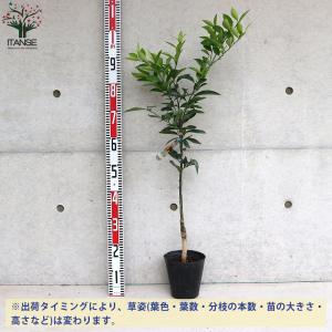 ITANSE みかんの苗 紀州種無し小みかん(...の詳細画像1