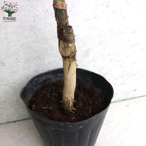 ITANSE みかんの苗 紀州種無し小みかん(...の詳細画像2