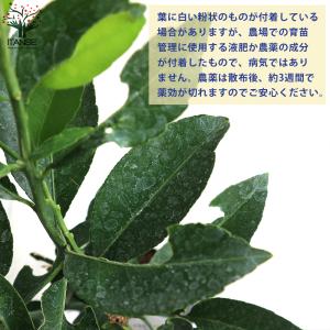 ITANSE みかんの苗 紀州種無し小みかん(...の詳細画像3
