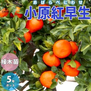 はるみ】 5年生接木苗 1本で実がなる みかんの苗 鉢植えok はるみ】 5年生接木苗 1本で実がなる みかんの苗 鉢植えok