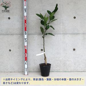 ITANSE みかんの苗 小原紅早生(おばらべ...の詳細画像1