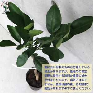ITANSE みかんの苗 小原紅早生(おばらべ...の詳細画像3