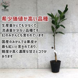 ITANSE みかんの苗 小原紅早生(おばらべ...の詳細画像4