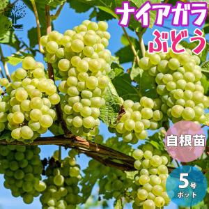 ナイアガラぶどう 花 ガーデニング の商品一覧 通販 Yahoo ショッピング