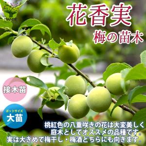 ホワイトサポテ苗 (バーノン種)接木苗 : りゅうか商事 - 通販 - Yahoo