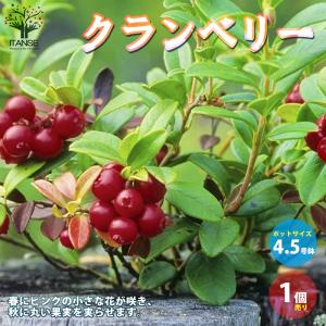 ITANSE クランベリーの苗 果樹の苗木 3....の商品画像