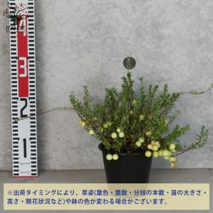 ITANSE クランベリーの苗 果樹の苗木 3...の詳細画像1