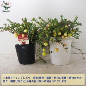 ITANSE クランベリーの苗 果樹の苗木 3...の詳細画像2