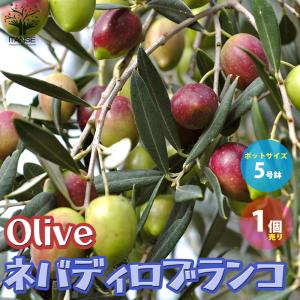 オリーブ ネバディロブランコの商品一覧 通販 Yahoo ショッピング