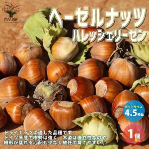 ITANSE ヘーゼルナッツの苗木 ロードゼラヌート 果樹の苗木 挿し木苗