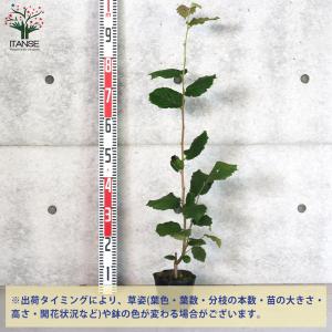 ITANSE ヘーゼルナッツの苗木 ハレシェリ...の詳細画像1