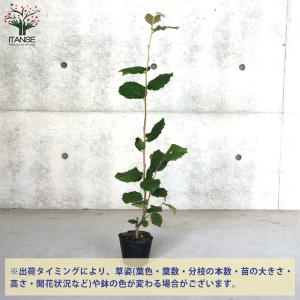 ITANSE ヘーゼルナッツの苗木 ハレシェリ...の詳細画像2