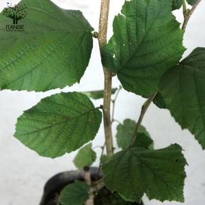 ITANSE ヘーゼルナッツの苗木 ハレシェリ...の詳細画像4