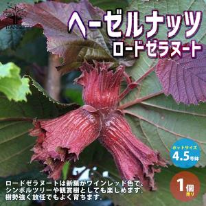 ITANSE ヘーゼルナッツの苗木 ロードゼラヌ...の商品画像