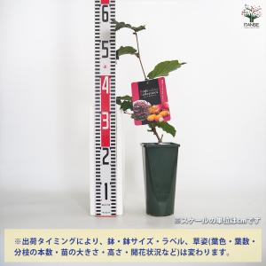 ITANSE ヘーゼルナッツの苗木 ロードゼラ...の詳細画像1