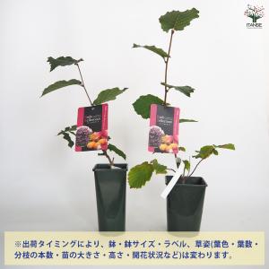 ITANSE ヘーゼルナッツの苗木 ロードゼラ...の詳細画像2