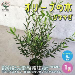 栗の苗木 天津甘栗 果樹の苗木 4号/1個売り 栗苗 栗の苗 栗の木 くりの