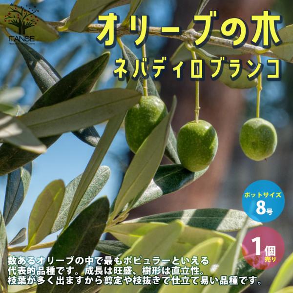 ITANSE オリーブの苗木 ネバディロブランコ 果樹の苗木 挿し木苗 9号ポット大苗 1個売り 果...