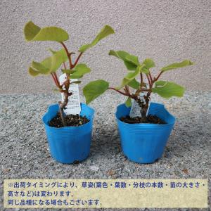 ITANSE 美味しいキウイの苗木 雄木 2本...の詳細画像1