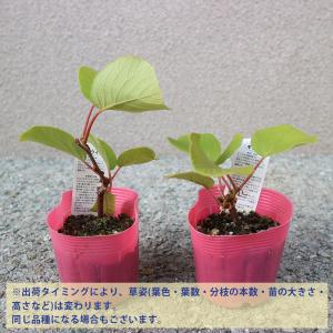 ITANSE 美味しいキウイの苗木 雄木 2本...の詳細画像2