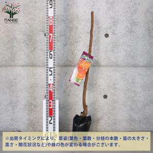 ITANSE 柿の苗木 禅寺丸(ぜんじまる) ...の詳細画像1