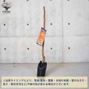 ITANSE 柿の苗木 禅寺丸(ぜんじまる) ...の詳細画像2