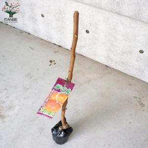 ITANSE 柿の苗木 禅寺丸(ぜんじまる) ...の詳細画像4