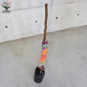 ITANSE 柿の苗木 禅寺丸(ぜんじまる) ...の詳細画像5