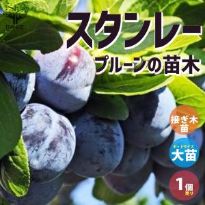 西洋スモモ シュガープルーン 約1.9m 現品発送 特大株 シュガープラム