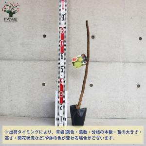 ITANSE イチジクの苗木 バナーネ 果樹の...の詳細画像1