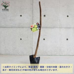 ITANSE イチジクの苗木 バナーネ 果樹の...の詳細画像2