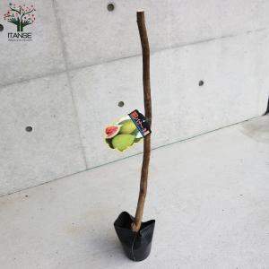 ITANSE イチジクの苗木 バナーネ 果樹の...の詳細画像4