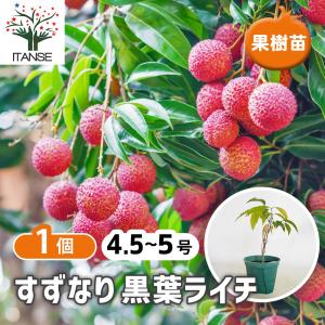 ライチ苗　品種　ホンフェイ　花芽付き　取木苗 ライチ 苗木 （フォンフェイ）4年もの（取り木苗木）苗 : なんごく便り
