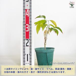 ITANSE ライチの苗木 すずなり黒葉ライチ...の詳細画像1