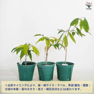 ITANSE ライチの苗木 すずなり黒葉ライチ...の詳細画像2