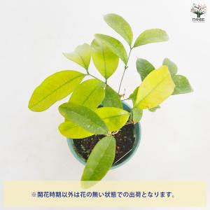 ITANSE ライチの苗木 すずなり黒葉ライチ...の詳細画像3