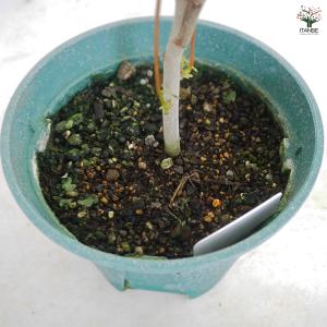 ITANSE ライチの苗木 すずなり黒葉ライチ...の詳細画像4