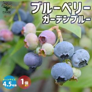 ITANSE ブルーベリー デライト 果樹苗 挿し木苗 15cmポット 1個